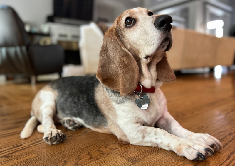 Carousel Slide 3: Welcoming all canine clients